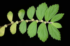 Elatostema strigillosum