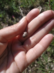 Cephalaria coriacea