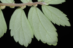 Elatostema strigillosum