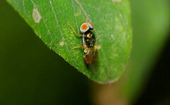 Microchrysa
