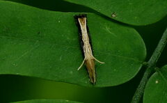 Pyloetis mimosae
