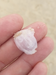 Mollusca