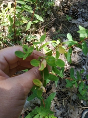 Euphorbia tauricola