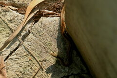 Amphiesma stolatum