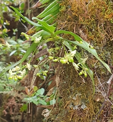 Angraecum cordemoyi
