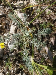 Seseli dichotomum