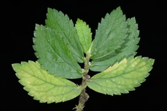 Elatostema villosum