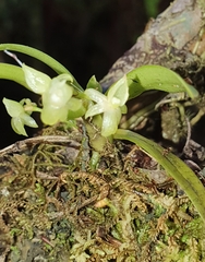 Angraecum cordemoyi