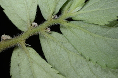 Elatostema villosum