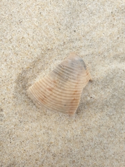 Veneridae