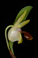 Dendrobium nakaharae