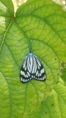 Cyclosia latipennis
