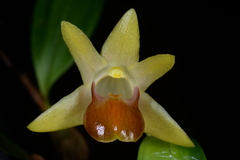 Dendrobium nakaharae
