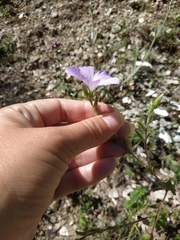 Linum lanuginosum