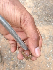 Saurodactylus harrisii
