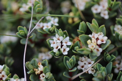 Pimelea oreophila