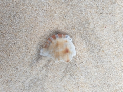 Ranella australasia