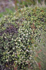 Pimelea oreophila