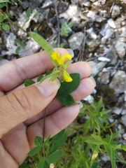 Argyrolobium biebersteinii