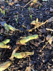 Allium ursinum