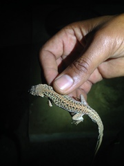 Acanthodactylus margaritae