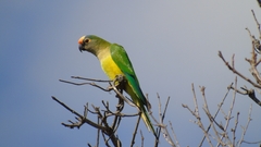 Eupsittula aurea