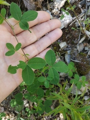 Argyrolobium biebersteinii
