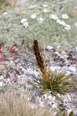 Aciphylla kirkii