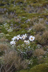 Celmisia angustifolia