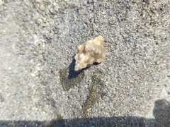 Chicoreus denudatus