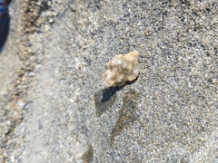 Chicoreus denudatus