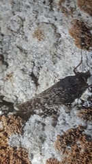 Angaracris barabensis