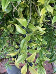 Sarcococca