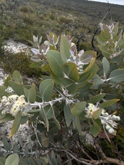 Eucalyptus pleurocarpa
