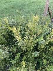 Sarcococca