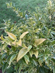 Sarcococca