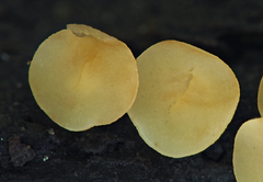 Hymenoscyphus imberbis