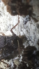 Angaracris barabensis