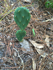 Opuntia humifusa