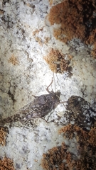 Angaracris barabensis