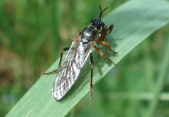 Dioctria rufipes