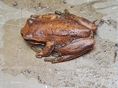 Litoria