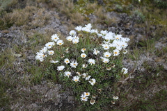 Celmisia angustifolia