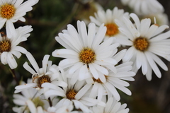 Celmisia angustifolia