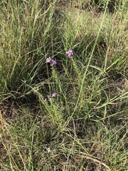 Liatris punctata mucronata