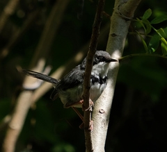 Apalis thoracica claudei