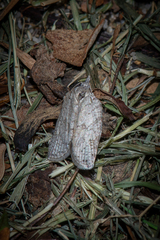 Isotenes miserana