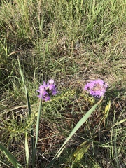 Liatris punctata mucronata