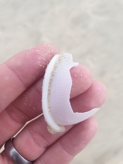 Semicassis bisulcata