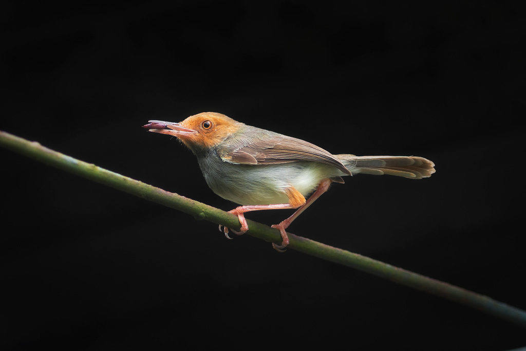 Olive-Backed Tailorbird